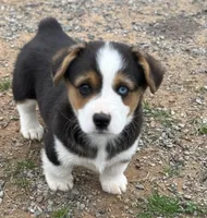 Denim, a male Cardigan Welsh Corgi and Pembroke Welsh Corgi for sale in Porum, OK – Photo 1 of 4