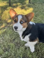 Denim, a male Cardigan Welsh Corgi and Pembroke Welsh Corgi for sale in Porum, OK – Photo 8 of 10