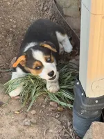 Denim, a male Cardigan Welsh Corgi and Pembroke Welsh Corgi for sale in Porum, OK – Photo 9 of 10