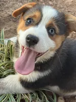 Denim, a male Cardigan Welsh Corgi and Pembroke Welsh Corgi for sale in Porum, OK – Photo 5 of 10