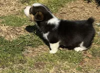 Denim, a male Cardigan Welsh Corgi and Pembroke Welsh Corgi for sale in Porum, OK – Photo 2 of 4