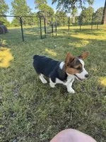 Denim, a male Cardigan Welsh Corgi and Pembroke Welsh Corgi for sale in Porum, OK – Photo 10 of 10