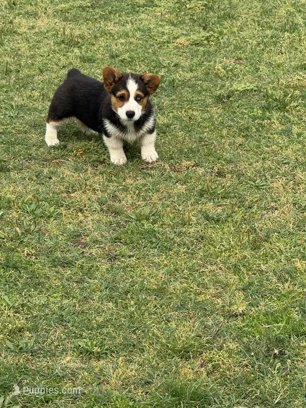 Denim – Cardigan Welsh Corgi, Pembroke Welsh Corgi puppy for sale in Porum, OK