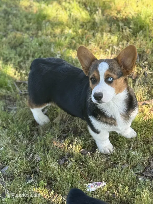 Denim, a male Cardigan Welsh Corgi and Pembroke Welsh Corgi for sale in Porum, OK – Photo 1 of 10