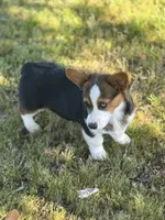 Denim, a male Cardigan Welsh Corgi and Pembroke Welsh Corgi for sale in Porum, OK – Photo 2 of 10