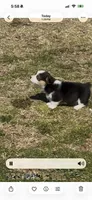 Denim, a male Cardigan Welsh Corgi and Pembroke Welsh Corgi for sale in Porum, OK – Photo 3 of 4