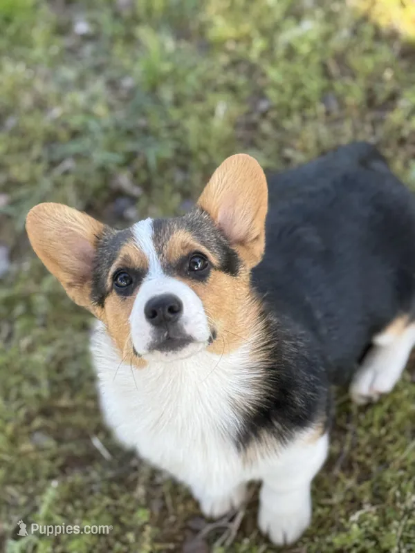 Dexter – Cardigan Welsh Corgi, Pembroke Welsh Corgi puppy for sale in Porum, OK