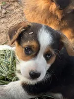 Denim, a male Cardigan Welsh Corgi and Pembroke Welsh Corgi for sale in Porum, OK – Photo 6 of 10
