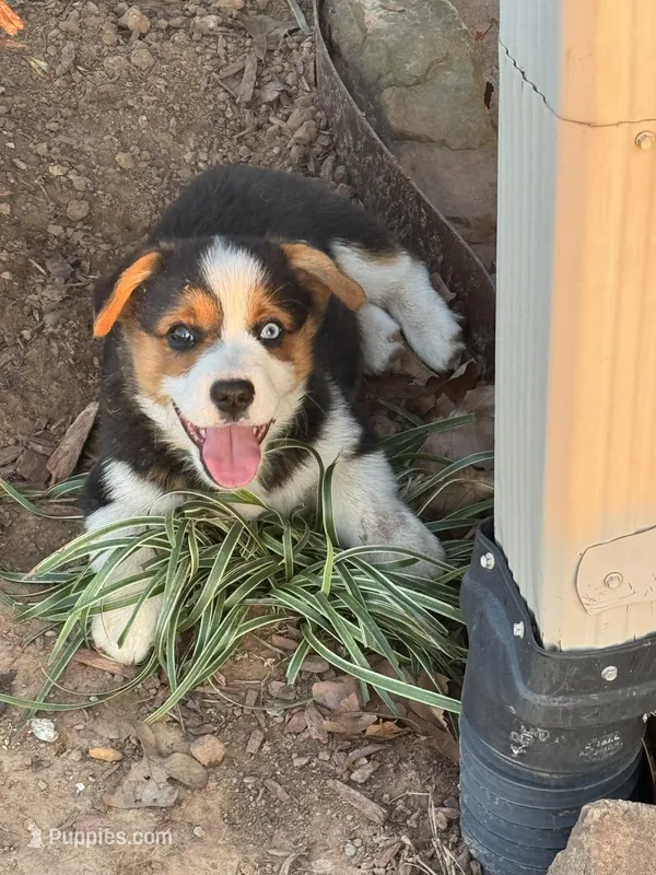 Denim – Cardigan Welsh Corgi, Pembroke Welsh Corgi puppy for sale in Porum, OK