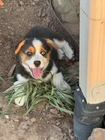 Denim, a male Cardigan Welsh Corgi and Pembroke Welsh Corgi for sale in Porum, OK – Photo 3 of 10