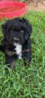 Puddles , a male Miniature Aussiedoodle for sale in Porum, OK – 3 of 4