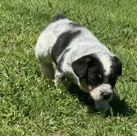 Rocky, a male Australian Cattle Dog for sale in Porum, OK – 3 of 4