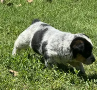 Rocky, a male Australian Cattle Dog for sale in Porum, OK – 2 of 4