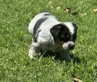 Rocky, a male Australian Cattle Dog for sale in Porum, OK – 4 of 4