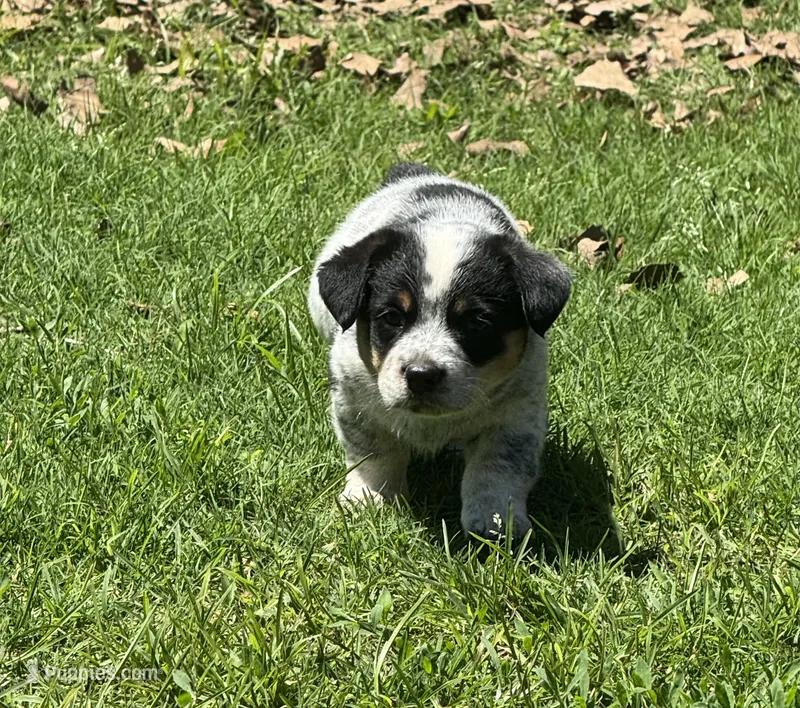 Rocky – Australian Cattle Dog puppy for sale in Porum, OK