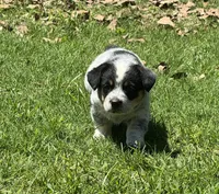 Rocky, a male Australian Cattle Dog for sale in Porum, OK – 1 of 4