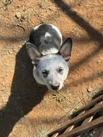 Sassy, a female Australian Cattle Dog for sale in Porum, OK – 1 of 9