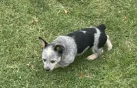 Sassy, a female Australian Cattle Dog for sale in Porum, OK – 7 of 9