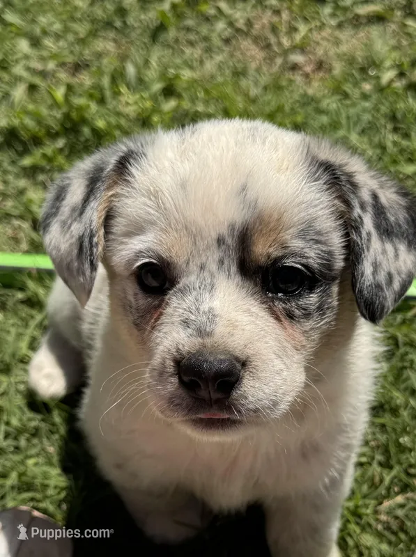 Stella – Australian Cattle Dog puppy for sale in Porum, OK