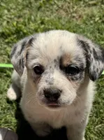 Stella, a male Australian Cattle Dog for sale in Porum, OK – 1 of 6