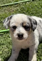 Stella, a male Australian Cattle Dog for sale in Porum, OK – 5 of 6