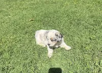 Stella, a male Australian Cattle Dog for sale in Porum, OK – 4 of 6