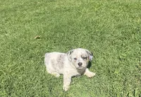 Stella, a male Australian Cattle Dog for sale in Porum, OK – 3 of 6