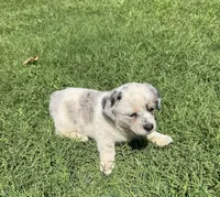Stella, a male Australian Cattle Dog for sale in Porum, OK – 6 of 6