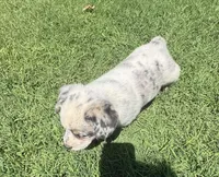 Stella, a male Australian Cattle Dog for sale in Porum, OK – 2 of 6