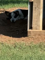 Bella, a male Australian Cattle Dog for sale in Porum, OK – 8 of 9