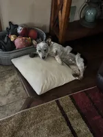 Sassy, a female Australian Cattle Dog for sale in Porum, OK – 3 of 10