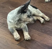 Sassy, a female Australian Cattle Dog for sale in Porum, OK – 6 of 10