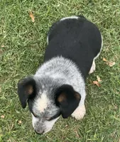 Bella, a male Australian Cattle Dog for sale in Porum, OK – 4 of 9