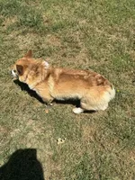 Rambling saint gusto, a male Pembroke Welsh Corgi for sale in Porum, OK – 9 of 10