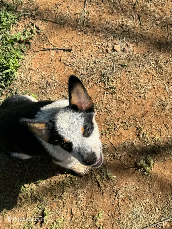 Bella – Australian Cattle Dog puppy for sale in Porum, OK