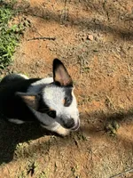 Bella, a male Australian Cattle Dog for sale in Porum, OK – 1 of 9