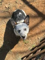 Sassy, a female Australian Cattle Dog for sale in Porum, OK – 9 of 9