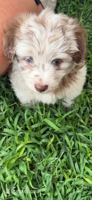 Rain – Miniature Aussiedoodle puppy for sale in Porum, OK