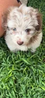 Rain, a female Miniature Aussiedoodle for sale in Porum, OK – 1 of 5