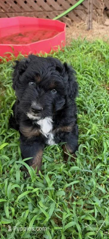 Puddles – Miniature Aussiedoodle puppy for sale in Porum, OK