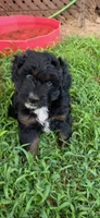 Puddles, a male Miniature Aussiedoodle for sale in Porum, OK – 1 of 10