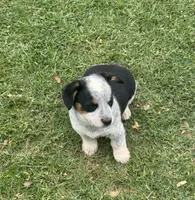 Bella, a male Australian Cattle Dog for sale in Porum, OK – 7 of 9