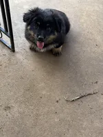 Chase, a male Pembroke Welsh Corgi and Aussiedoodle for sale in Porum, OK – Photo 4 of 4