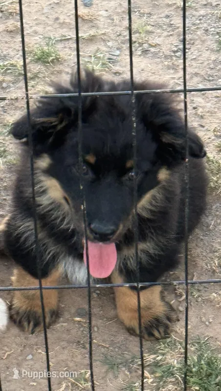 Chase – Pembroke Welsh Corgi, Aussiedoodle puppy for sale in Porum, OK