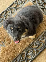Chase, a male Pembroke Welsh Corgi and Aussiedoodle for sale in Porum, OK – Photo 2 of 4