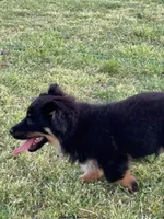 Chase, a male Pembroke Welsh Corgi and Aussiedoodle for sale in Porum, OK – Photo 3 of 4
