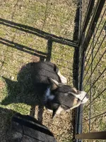 Blu, a male Pembroke Welsh Corgi for sale in Porum, OK – Photo 3 of 3