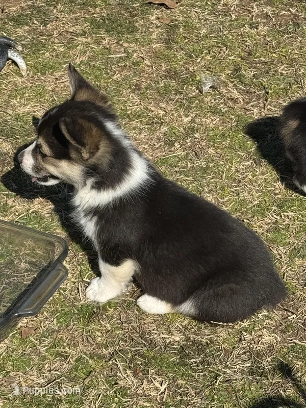 Blu, a male Pembroke Welsh Corgi for sale in Porum, OK – Photo 1 of 3