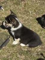 Blu, a male Pembroke Welsh Corgi for sale in Porum, OK – Photo 1 of 3