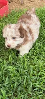 Rain, a female Miniature Aussiedoodle for sale in Porum, OK – 5 of 5